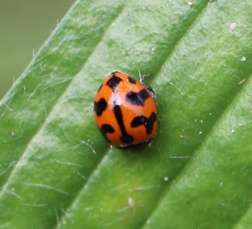 Coccinella transversalis